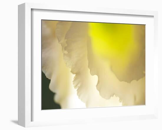 White Lisianthus II-Jonathan Nourock-Framed Photographic Print