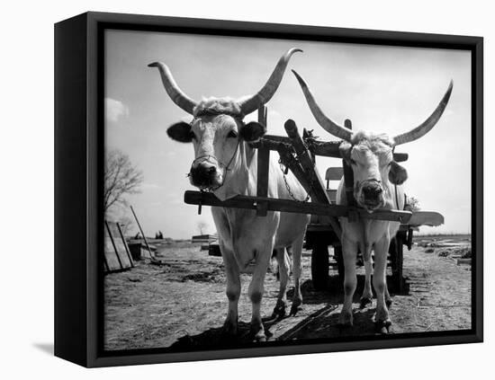 White Long-Horned Steers Teamed Up Like Oxen to Pull a Hay Wagon on the Anyala Farm-Margaret Bourke-White-Framed Premier Image Canvas