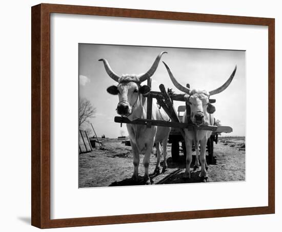 White Long-Horned Steers Teamed Up Like Oxen to Pull a Hay Wagon on the Anyala Farm-Margaret Bourke-White-Framed Premium Photographic Print