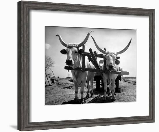 White Long-Horned Steers Teamed Up Like Oxen to Pull a Hay Wagon on the Anyala Farm-Margaret Bourke-White-Framed Premium Photographic Print