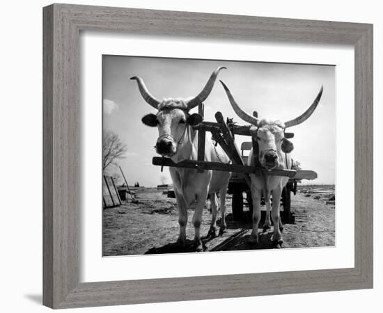 White Long-Horned Steers Teamed Up Like Oxen to Pull a Hay Wagon on the Anyala Farm-Margaret Bourke-White-Framed Photographic Print