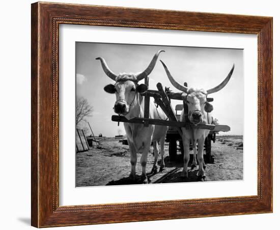 White Long-Horned Steers Teamed Up Like Oxen to Pull a Hay Wagon on the Anyala Farm-Margaret Bourke-White-Framed Photographic Print