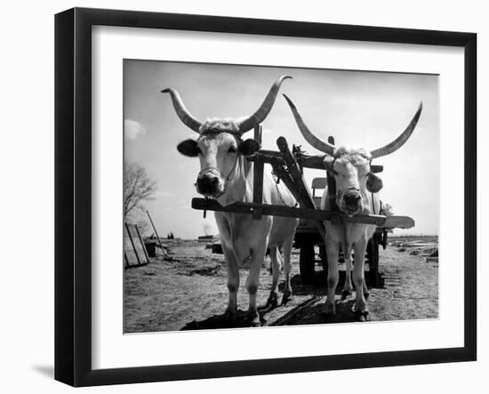 White Long-Horned Steers Teamed Up Like Oxen to Pull a Hay Wagon on the Anyala Farm-Margaret Bourke-White-Framed Photographic Print