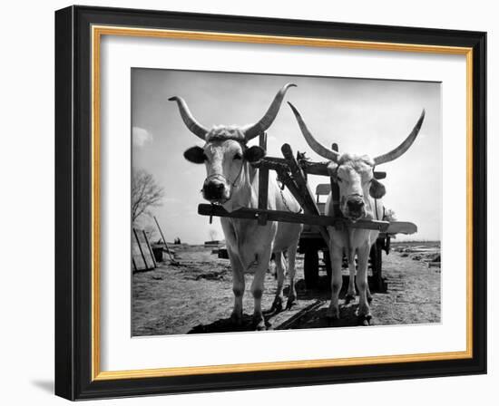 White Long-Horned Steers Teamed Up Like Oxen to Pull a Hay Wagon on the Anyala Farm-Margaret Bourke-White-Framed Photographic Print