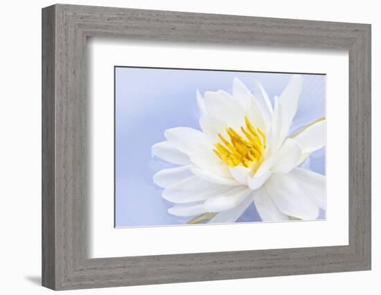 White Lotus Flower or Water Lily Floating-elenathewise-Framed Photographic Print