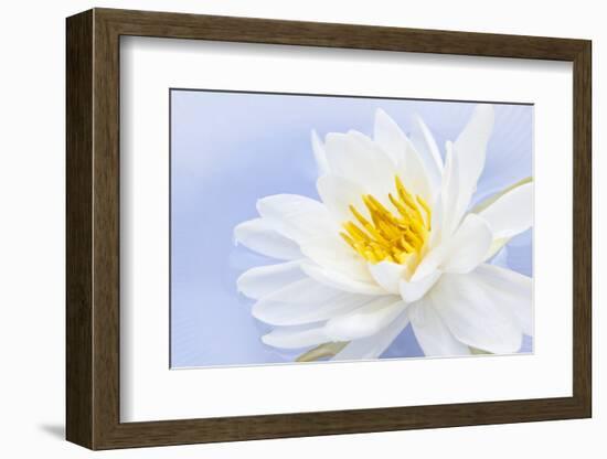 White Lotus Flower or Water Lily Floating-elenathewise-Framed Photographic Print