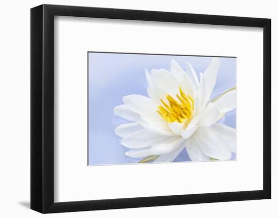 White Lotus Flower or Water Lily Floating-elenathewise-Framed Photographic Print