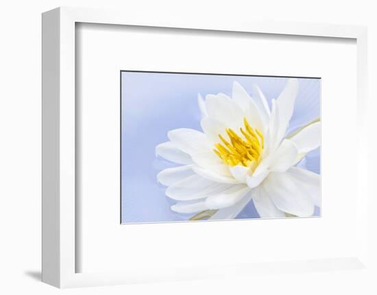 White Lotus Flower or Water Lily Floating-elenathewise-Framed Photographic Print