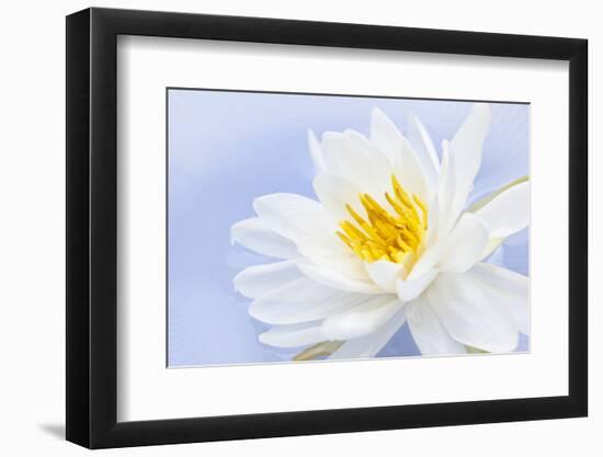 White Lotus Flower or Water Lily Floating-elenathewise-Framed Photographic Print