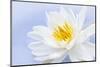 White Lotus Flower or Water Lily Floating-elenathewise-Mounted Photographic Print