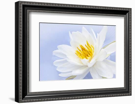 White Lotus Flower or Water Lily Floating-elenathewise-Framed Photographic Print