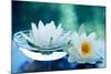 White Lotus Flower-Olga Miltsova-Mounted Photographic Print