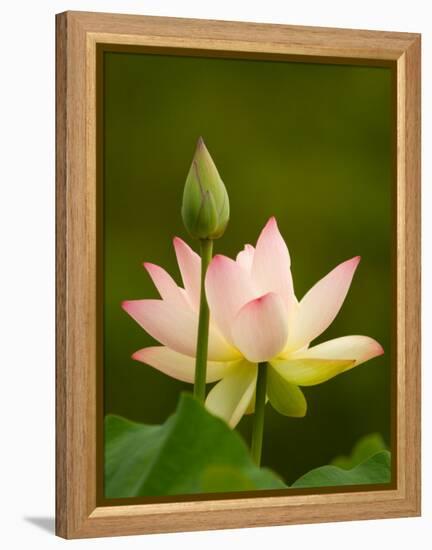 White Lotus With Pink Tips, Kenilworth Aquatic Gardens, Washington DC, USA-Corey Hilz-Framed Premier Image Canvas