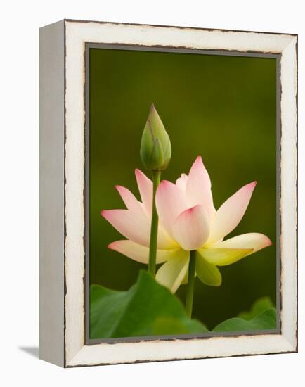 White Lotus With Pink Tips, Kenilworth Aquatic Gardens, Washington DC, USA-Corey Hilz-Framed Premier Image Canvas