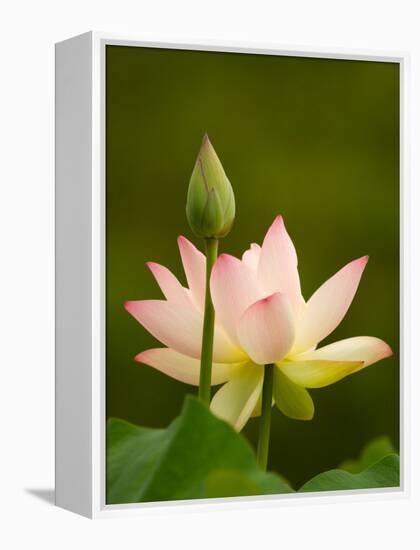 White Lotus With Pink Tips, Kenilworth Aquatic Gardens, Washington DC, USA-Corey Hilz-Framed Premier Image Canvas