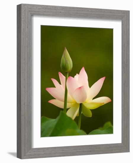 White Lotus With Pink Tips, Kenilworth Aquatic Gardens, Washington DC, USA-Corey Hilz-Framed Photographic Print