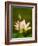 White Lotus With Pink Tips, Kenilworth Aquatic Gardens, Washington DC, USA-Corey Hilz-Framed Photographic Print