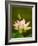 White Lotus With Pink Tips, Kenilworth Aquatic Gardens, Washington DC, USA-Corey Hilz-Framed Photographic Print