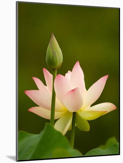 White Lotus With Pink Tips, Kenilworth Aquatic Gardens, Washington DC, USA-Corey Hilz-Mounted Photographic Print
