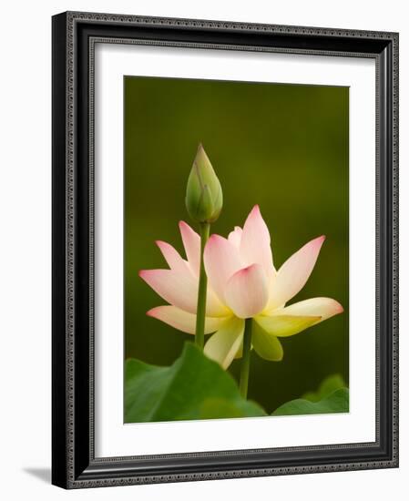 White Lotus With Pink Tips, Kenilworth Aquatic Gardens, Washington DC, USA-Corey Hilz-Framed Photographic Print
