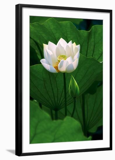 White Lotus-Nhiem Hoang The-Framed Giclee Print