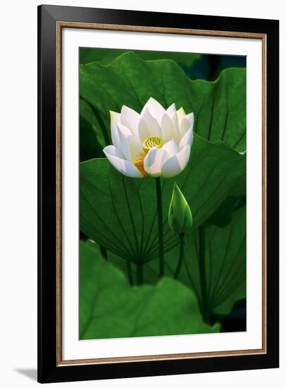 White Lotus-Nhiem Hoang The-Framed Giclee Print