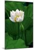 White Lotus-Nhiem Hoang The-Mounted Giclee Print