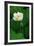 White Lotus-Nhiem Hoang The-Framed Giclee Print