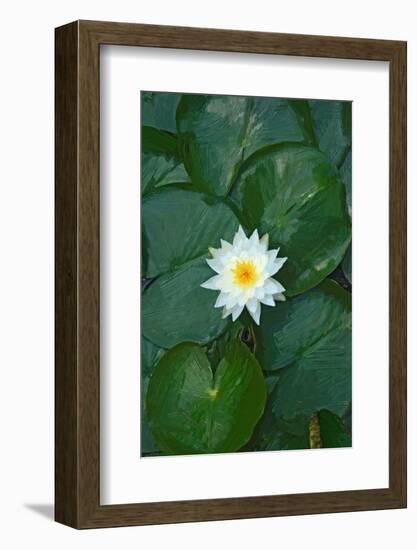 White Lotus-Jeff Pica-Framed Photographic Print
