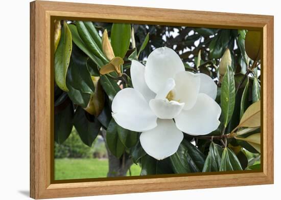 White Magnolia blossom, Florida, USA-Lisa S. Engelbrecht-Framed Premier Image Canvas