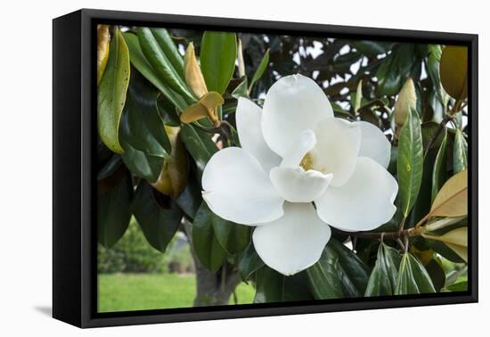 White Magnolia blossom, Florida, USA-Lisa S. Engelbrecht-Framed Premier Image Canvas