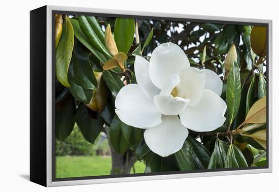 White Magnolia blossom, Florida, USA-Lisa S. Engelbrecht-Framed Premier Image Canvas