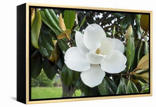 White Magnolia blossom, Florida, USA-Lisa S. Engelbrecht-Framed Premier Image Canvas