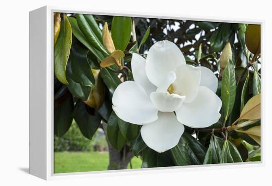 White Magnolia blossom, Florida, USA-Lisa S. Engelbrecht-Framed Premier Image Canvas