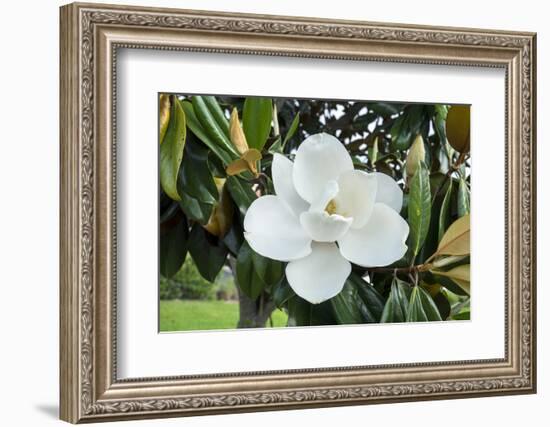 White Magnolia blossom, Florida, USA-Lisa S. Engelbrecht-Framed Photographic Print