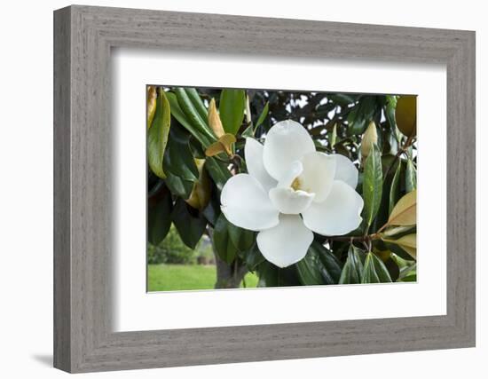 White Magnolia blossom, Florida, USA-Lisa S. Engelbrecht-Framed Photographic Print