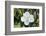 White Magnolia blossom, Florida, USA-Lisa S. Engelbrecht-Framed Photographic Print