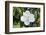 White Magnolia blossom, Florida, USA-Lisa S. Engelbrecht-Framed Photographic Print