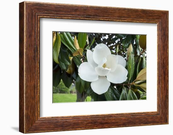 White Magnolia blossom, Florida, USA-Lisa S. Engelbrecht-Framed Photographic Print