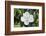 White Magnolia blossom, Florida, USA-Lisa S. Engelbrecht-Framed Photographic Print