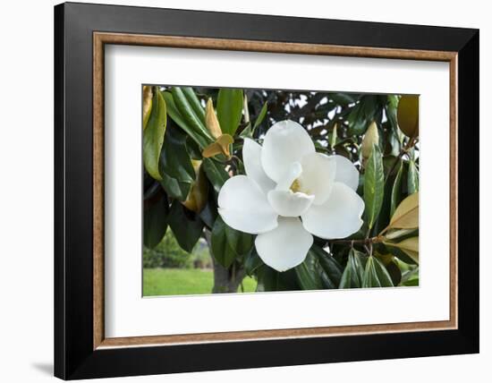 White Magnolia blossom, Florida, USA-Lisa S. Engelbrecht-Framed Photographic Print