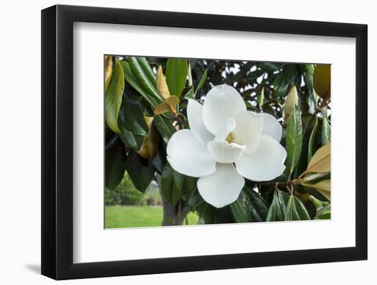 White Magnolia blossom, Florida, USA-Lisa S. Engelbrecht-Framed Photographic Print