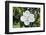 White Magnolia blossom, Florida, USA-Lisa S. Engelbrecht-Framed Photographic Print