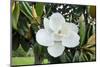 White Magnolia blossom, Florida, USA-Lisa S. Engelbrecht-Mounted Photographic Print