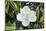 White Magnolia blossom, Florida, USA-Lisa S. Engelbrecht-Mounted Photographic Print
