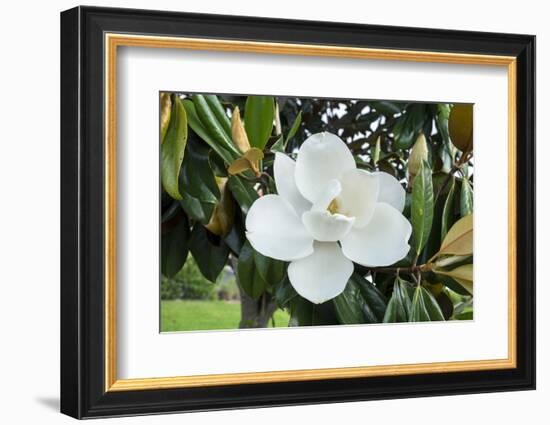 White Magnolia blossom, Florida, USA-Lisa S. Engelbrecht-Framed Photographic Print