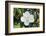 White Magnolia blossom, Florida, USA-Lisa S. Engelbrecht-Framed Photographic Print