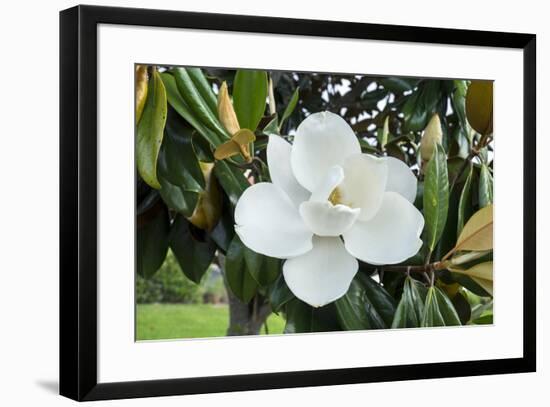 White Magnolia blossom, Florida, USA-Lisa S. Engelbrecht-Framed Premium Photographic Print