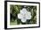 White Magnolia blossom, Florida, USA-Lisa S. Engelbrecht-Framed Premium Photographic Print