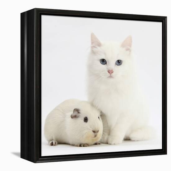 White Main Coon-Cross Kitten with White Guinea Pig-Mark Taylor-Framed Premier Image Canvas